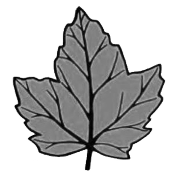 Great Wood Morecambe